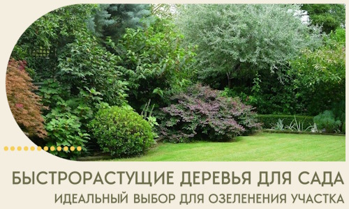 Быстрорастущие деревья для сада идеальный выбор в Брянске