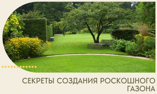 Секреты создания роскошного газона в Брянске